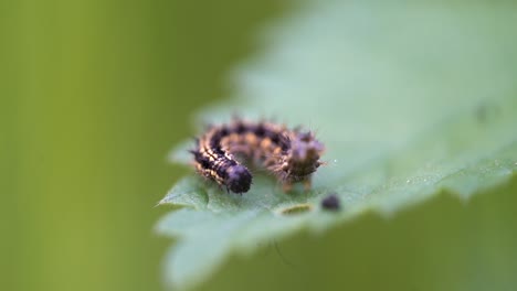 Caterpillar-sits-on-leaf