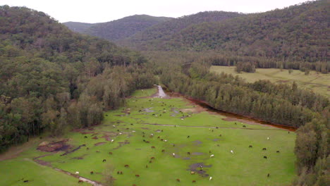 Aerial:-Drone-flying-over-a-field-of-horses-grazing-in-a-green-valley