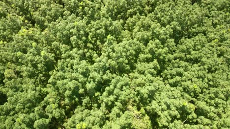 aerial-shot-of-rubber-plantation-top-down-on-treetops-blowing-in-wind