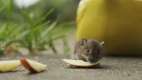 Cute,-small-mouse-eating-apples-in-garden,-closeup
