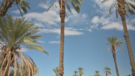 Palmen-In-Coachella,-Kalifornien