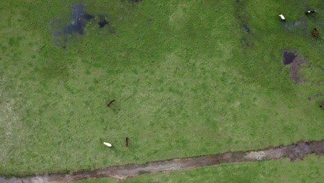 Aerial:-Top-down-flying-over-horses-in-a-field