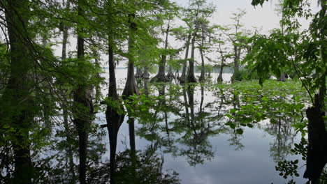 Cypress-trees-with-reflection-in-Norris-Lake,-Florida,-USA