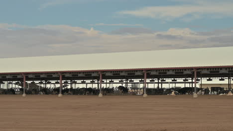 Cows-underneath-a-roof-in-a-Central-California-feed-lot