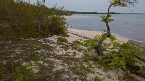 First-person-view-walking-between-trees-on-Corbanitos-beach-towards-sea,-Sabana-Buey-in-Dominican-Republic