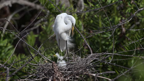 Great-white-Egret-preening-his-feathers-in-breeding-plumage,-while-standing-on-nest-with-chicks,-Florida,-USA