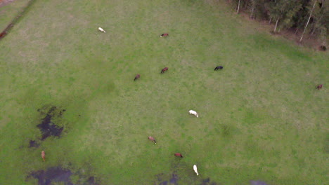 Aerial:-Top-down-shot-tracking-right-over-horses-grazing-in-a-field
