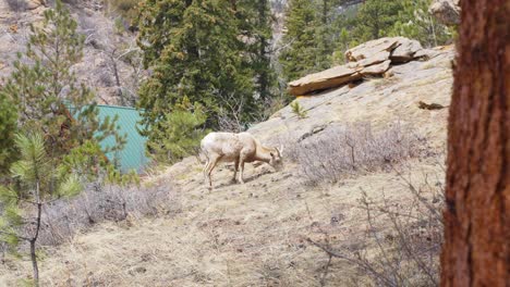 Colorado-Gebirgsziege,-Die-Auf-Rocky-Mountains-Landschaftsbergseite-Weiden-Lässt