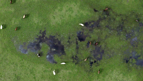 Aerial:-Top-down-shot-flying-right-over-a-field-of-horses