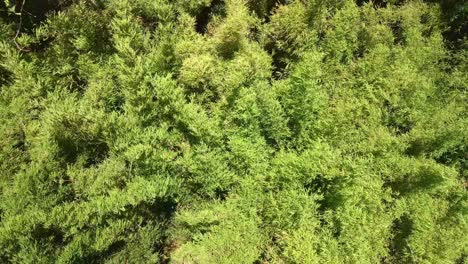 aerial-drone-down-view-of-bamboo-plants-swaying-in-the-wind