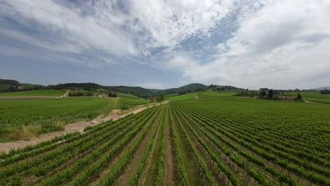 Panorama-Súper-Amplio-De-Un-Viñedo-Toscano-Al-Amanecer