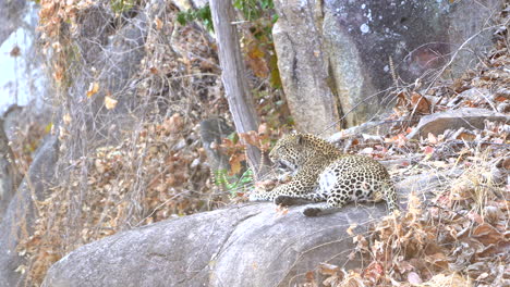 Leopardo-Macho-Acostado-Sobre-Una-Roca-En-Tanzania---áfrica-4k