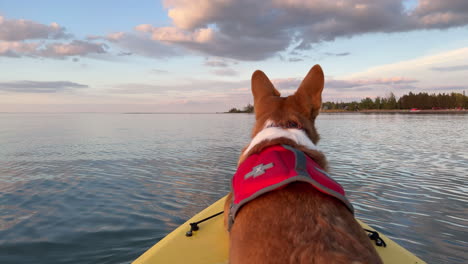 Corgi-Dog-with-Life-vest-in-a-kayak-on-calm-lake-water