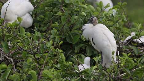Wood-stork--on-nest-with-a-chick