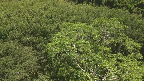 aerial-shot-of-tropical-tree-and-rubber-plantation,-tree-canopy-view