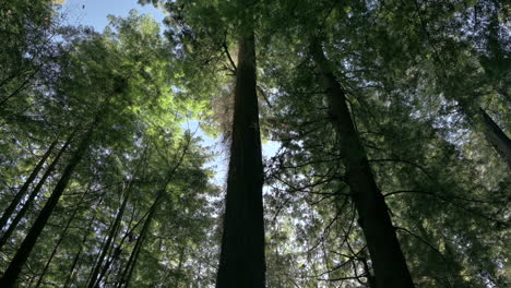 Schöne-Hohe-Redwood-Bäume-In-Kalifornien,-Neigung-Nach-Oben-In-4k