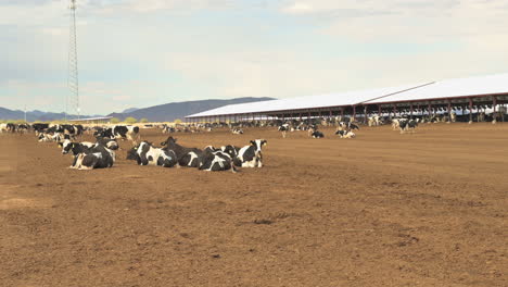 Lote-De-Alimentación-De-Vacas-Limpio-Al-Aire-Libre-En-California-Con-Espacio-Para-Que-Las-Vacas-Deambulen