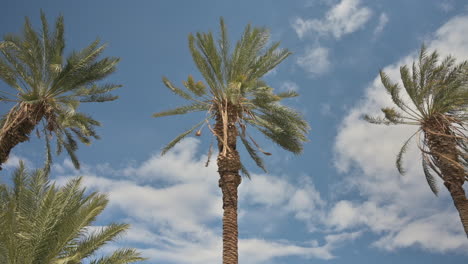 Three-palm-trees-move-in-breeze