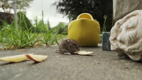 Cute,-small-mouse-eating-apple-in-garden,-wide-angle