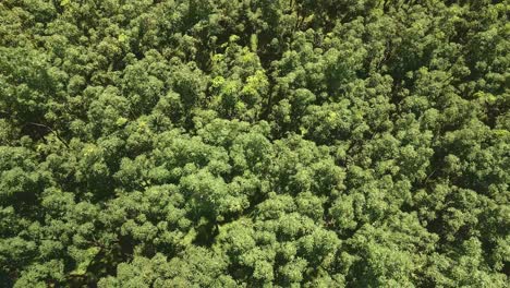 aerial-descending-drone-shot-of-rubber-plantation-top-down-view