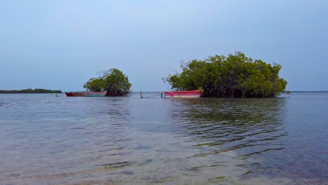 Small-boats-anchored-among-mangrove-trees-at-Corbanitos-Beach,-Peravia-in-Dominican-Republic