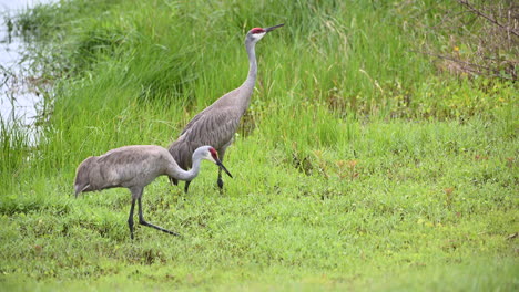Sandhill-Crane-couple-foraging-and-drinking-water-in-wetlands,-Florida,-USA