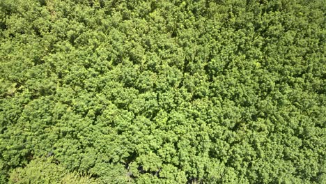 aerial-descending-shot-of-rubber-plantation,-shot-top-down-on-treetops