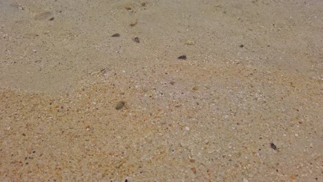 Hermit-crabs-under-surface-of-transparent-sea-water-on-tropical-beach