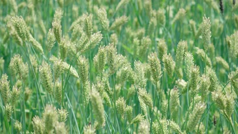 Unreifes-Grünes-Weizengras,-Das-Sich-Mit-Dem-Wind-Auf-Anseong-Ackerland-Wiegt
