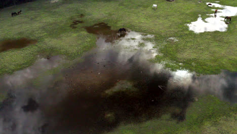 Aerial:-Crane-shot-ascending-over-a-flooded-field-with-horses-grazing