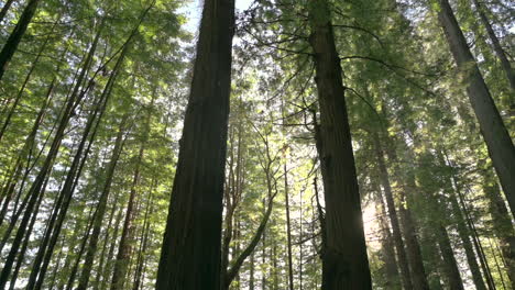 Frühling-Im-Redwood-National-Park-Und-State-Park