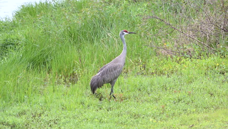 Sandhill-Crane-foraging-and-drinking-water-in-wetlands,-Florida,-USA
