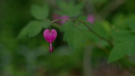 A-bleeding-heart-flower-hangs-in-shallow-depth-of-field-against-leaves-in-the-background