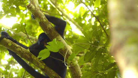 Spider-monkey-Sitting-held-on-to-a-branch-scratching-in-the-Amazonian-Jungle-Canopy-and-looking-down