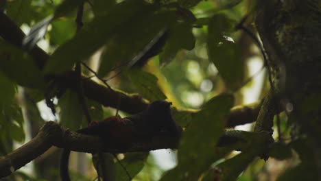 Saddleback-tamarin-monkey-laying-lazily-on-a-branch-high-up-in-the-dark-rainforest-canopy