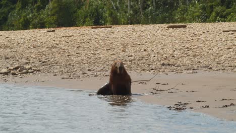 Ein-Männliches-Capybara-Sitzt-Am-Ufer-Des-Dschungelflusses-Und-Sieht-Sich-Auf-Dem-Sandigen-Ufer-Um