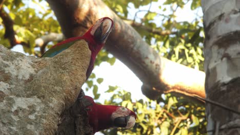 Pair-of-Scarlet-macaws-sitting-in-a-tree-preening-and-looking-around