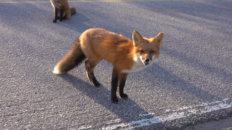 Beautiful-fox-in-Radisson-Quebec-Canada