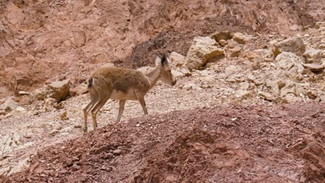 The-Nubian-ibex-is-a-desert-dwelling-goat-species-found-in-mountainous-areas-of-the-Middle-East