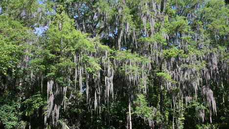 POV-of-a-Calm-boat-trip-sideview-through-a-Cypress-forest-with-Spanish-moss-hanging-down,-Dora-canal,-Florida
