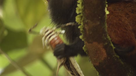 Super-Closeup-of-a-Saddle-back-tamarin-monkey-eating-a-huge-grasshopper