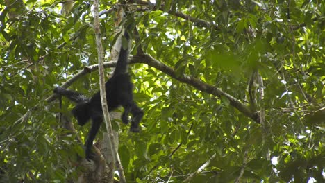 Baby-spider-monkey-suspends-itself-with-head-facing-down,-held-on-by-the-tail-in-a-very-precarious-situation