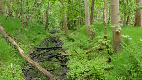 Panoramic-shot-of-a-spring-forest-on-a-cloudy,-rainy-day