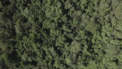 Baumkronen-Im-Amazonas-Regenwald-In-Kolumbien