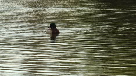 Mallard-duck-preening-his-wings-on-the-Avon-River-in-Stratford,-Ontario