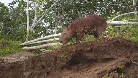 Male-Capybara-on-high-bank-feeding-on-grass-,-cinematic-shot