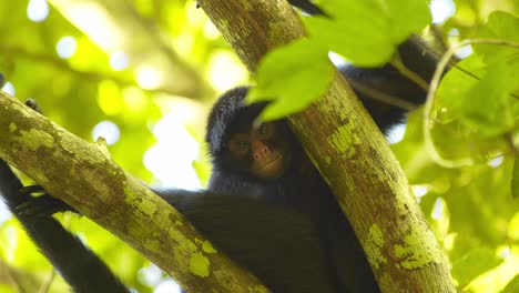 Closeup-of-a-spider-monkey-with-a-inquisitive-face-looking-down-from-its-place