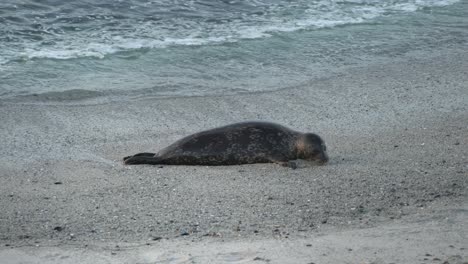 Funny-Harbor-seal-in-Monterey-Bay,-California
