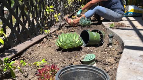 Hispanic-female-in-home-garden,-planting-succulents-in-the-afternoon-sun