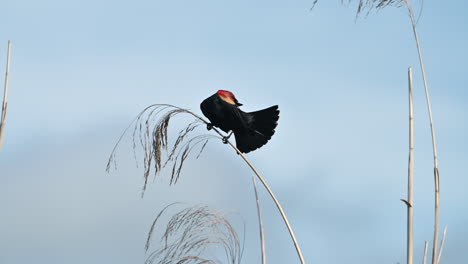 Red-winged-Blackbird-male-perched-on-reed-stem,-Florida,-USA